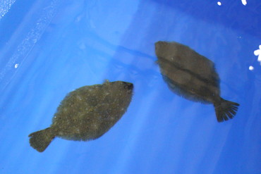(2) Flounder 1