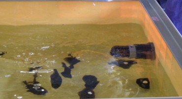 Rearing test tanks after flounder brought in (taken on September 13, 2022)
