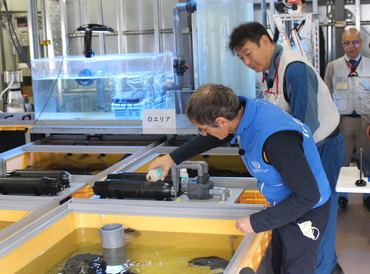 Feeding at the marine organisms rearing test facility